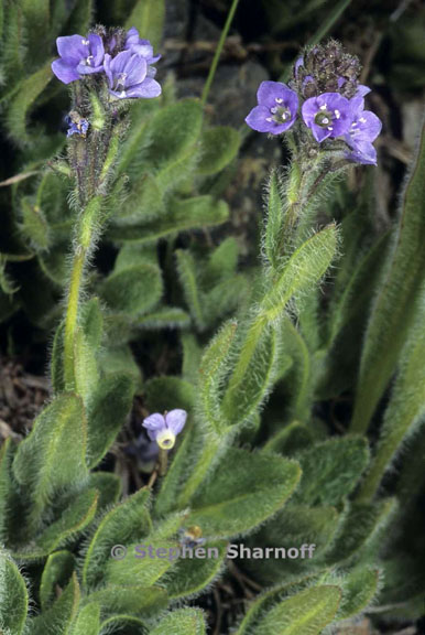 veronica wormskjoldii 2 graphic